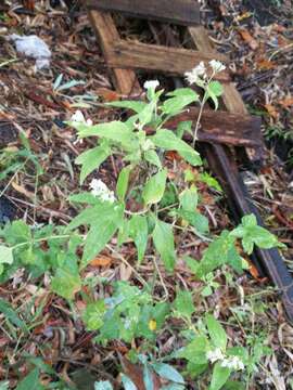 Image of Austroeupatorium inulifolium (Kunth) R. King & H. Rob.