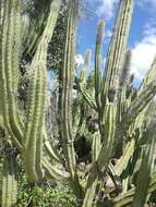 Image of <i>Lophocereus schottii</i> var. <i>australis</i>