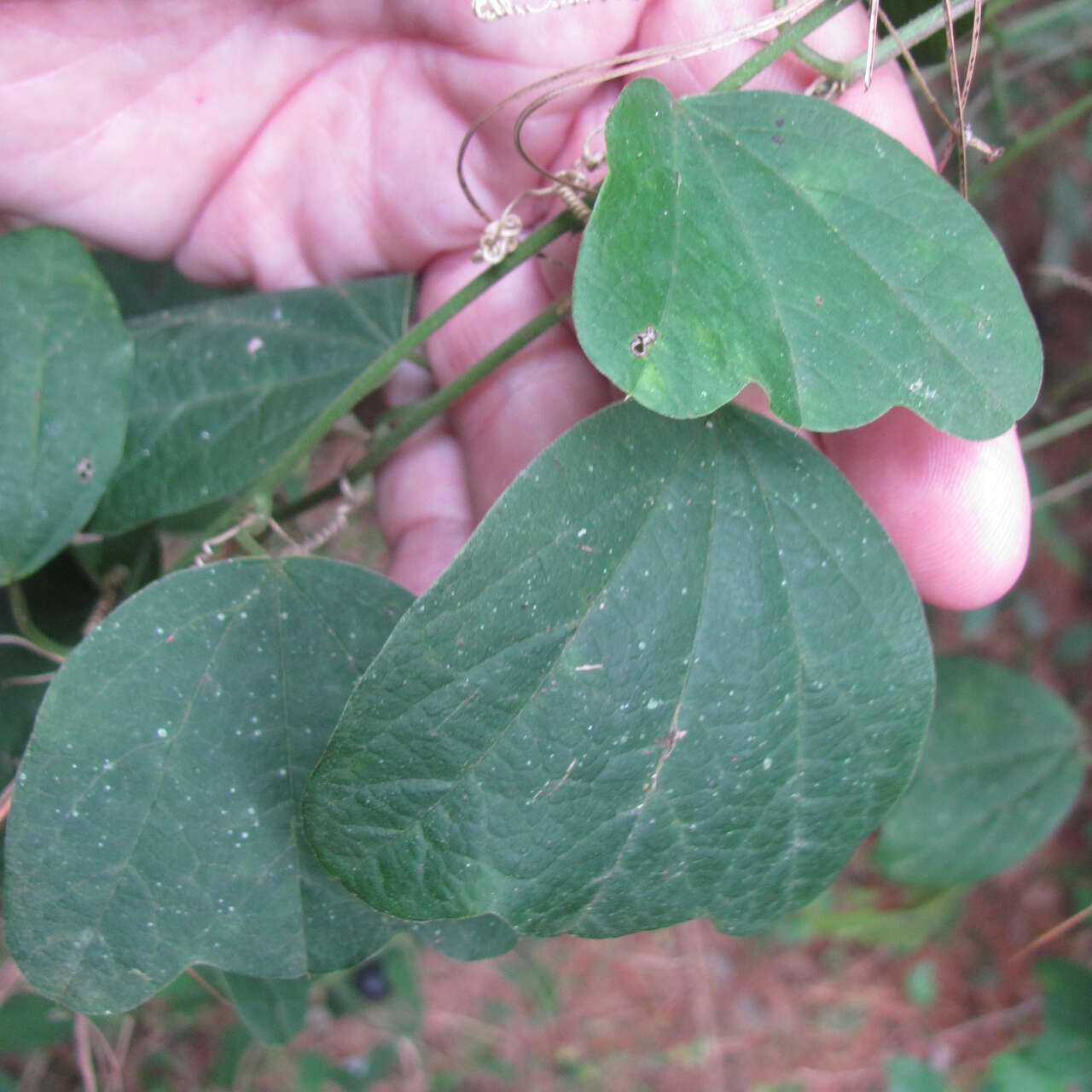 Image of Passiflora pavonis Mast.