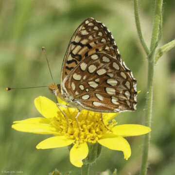 Image of <i>Speyeria hesperis irene</i>