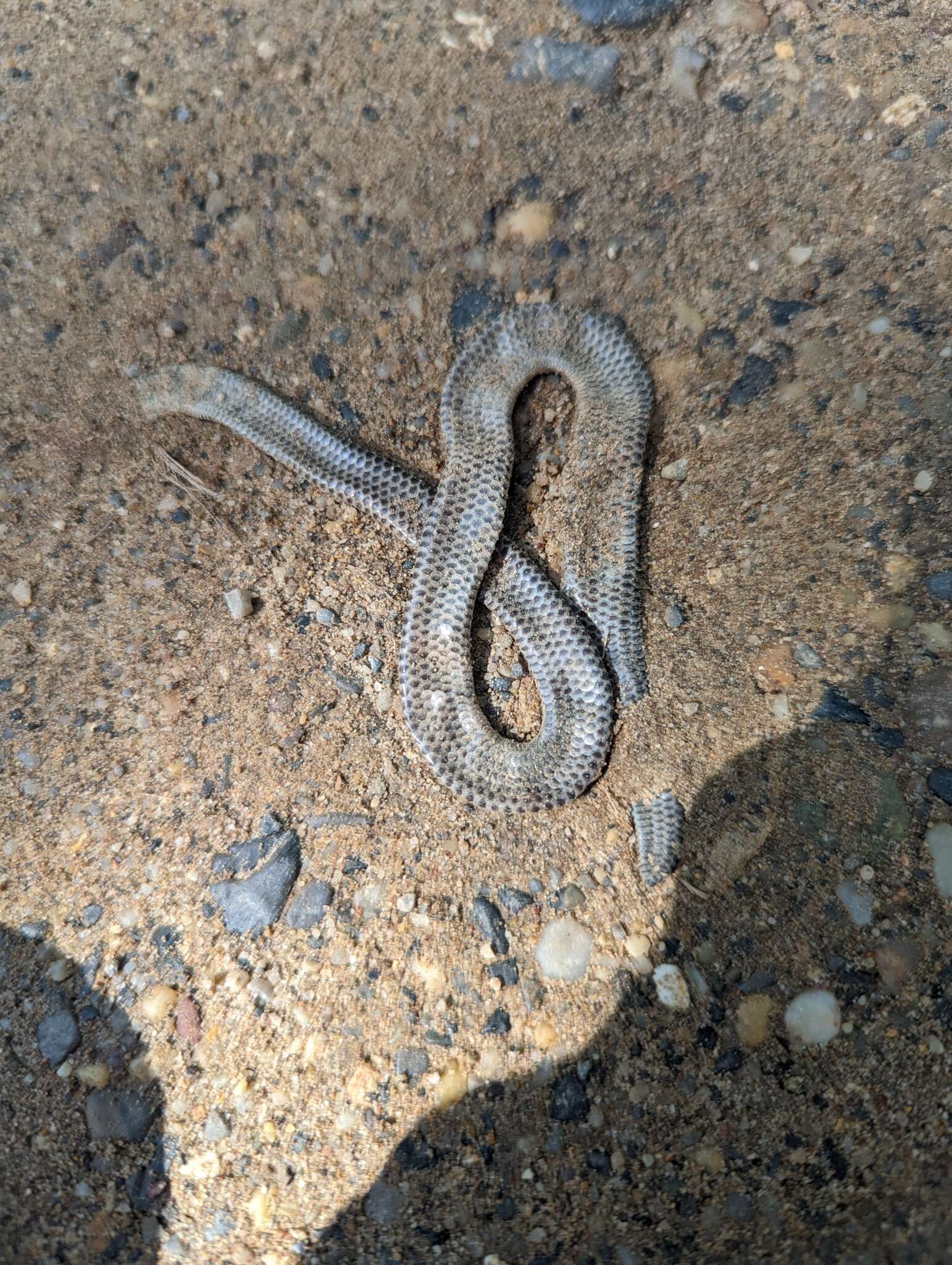 Imagem de Trilepida macrolepis (Peters 1858)