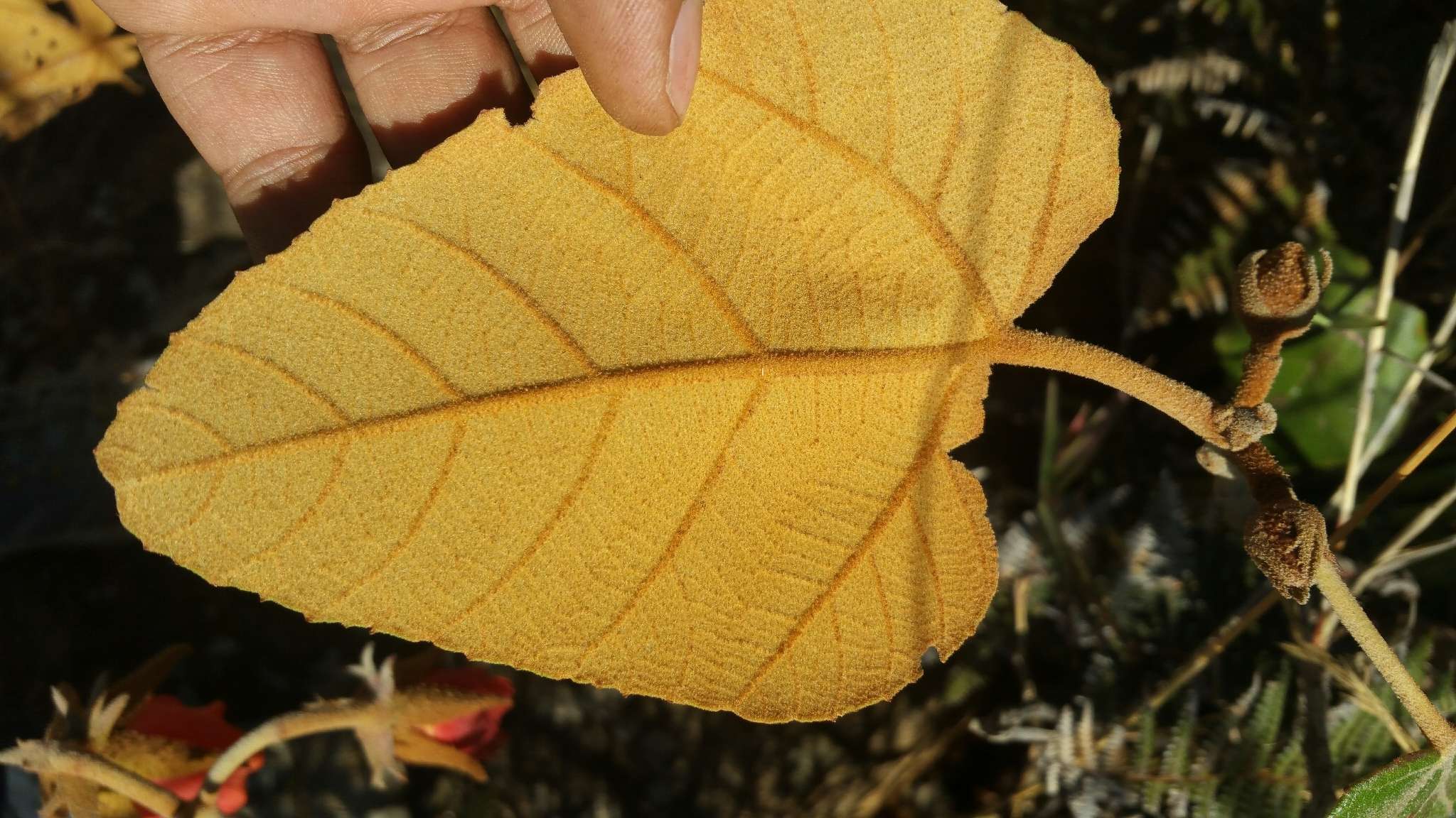 Image of Andringitra macrantha (Baker) Skema