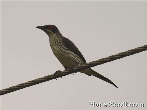 Image of Metallic Starling