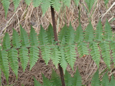 Image of Dryopteris oligodonta (Desv.) Pic. Serm.