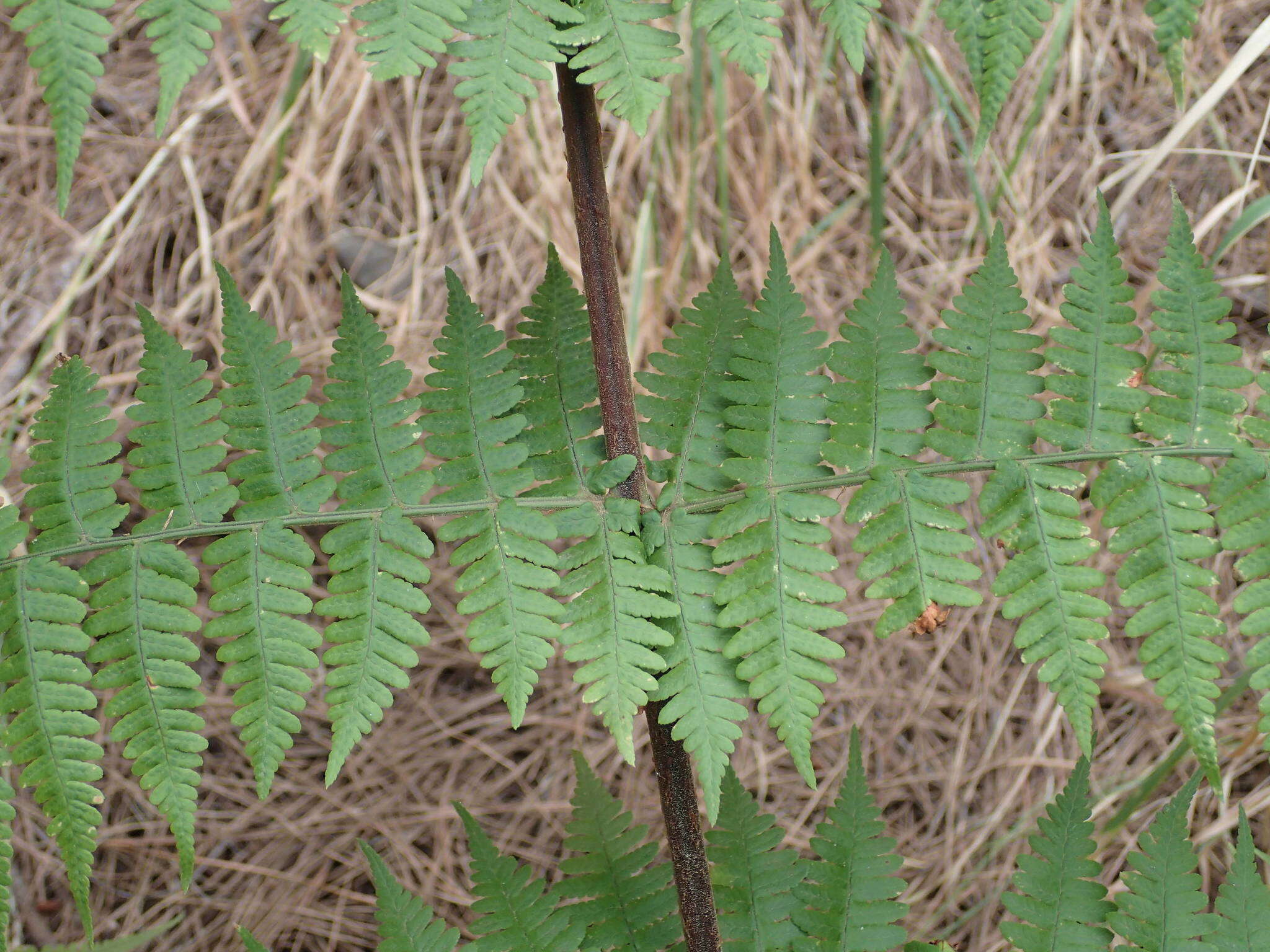 Image of Dryopteris oligodonta (Desv.) Pic. Serm.