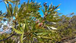 Image of fern-leaf Catalina ironwood