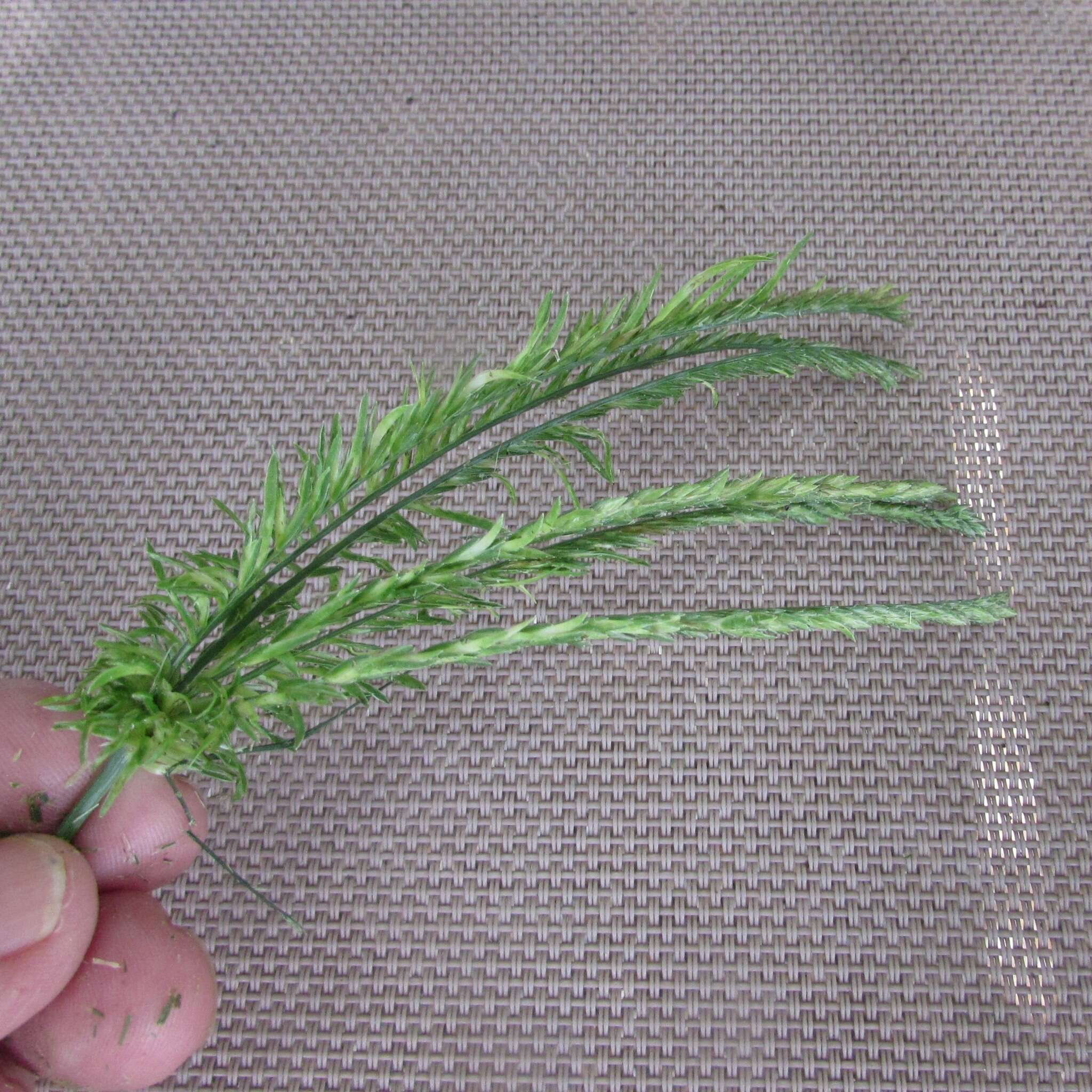 Image of Indian goosegrass