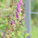 Image de Colibri de Burmeister