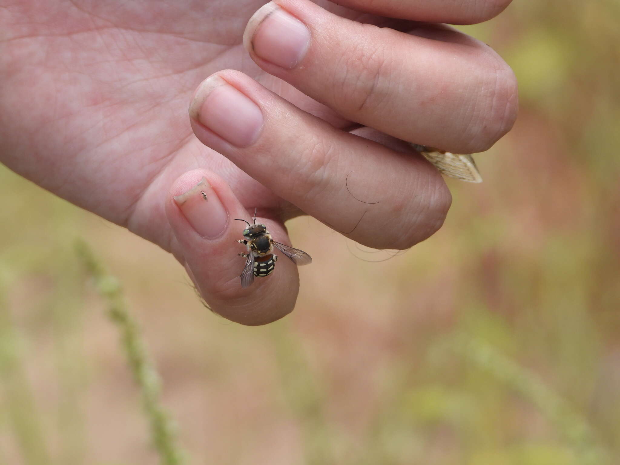 Imagem de Anthidium porterae Cockerell 1900