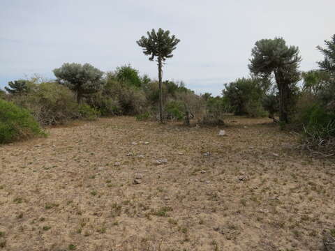 Imagem de Panicum voeltzkowii Mez