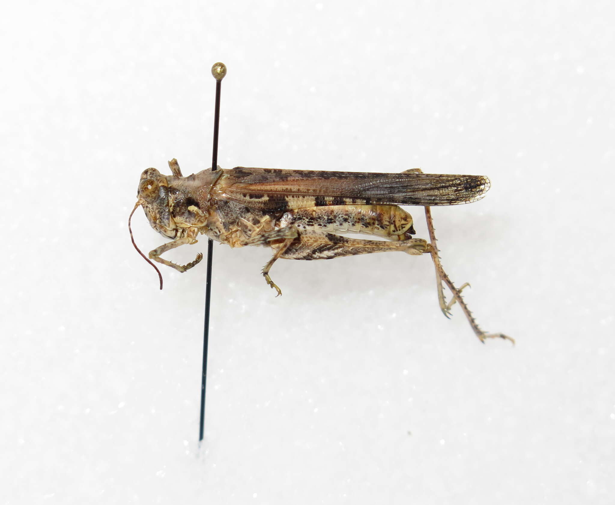 Image of Derotmema laticinctum Scudder & S. H. 1900