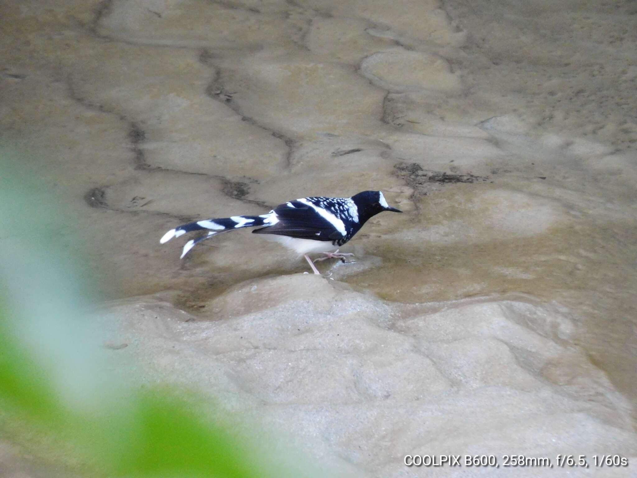 Image of Spotted Forktail