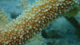 Image of Small base staghorn coral