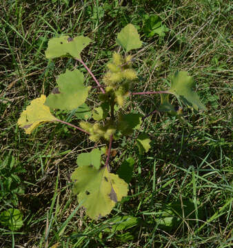 Imagem de Xanthium orientale L.