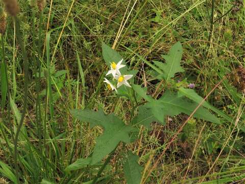 Image of <i>Solanum <i>carolinense</i></i> var. carolinense