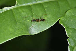 Image of Camponotus mitis (Smith 1858)