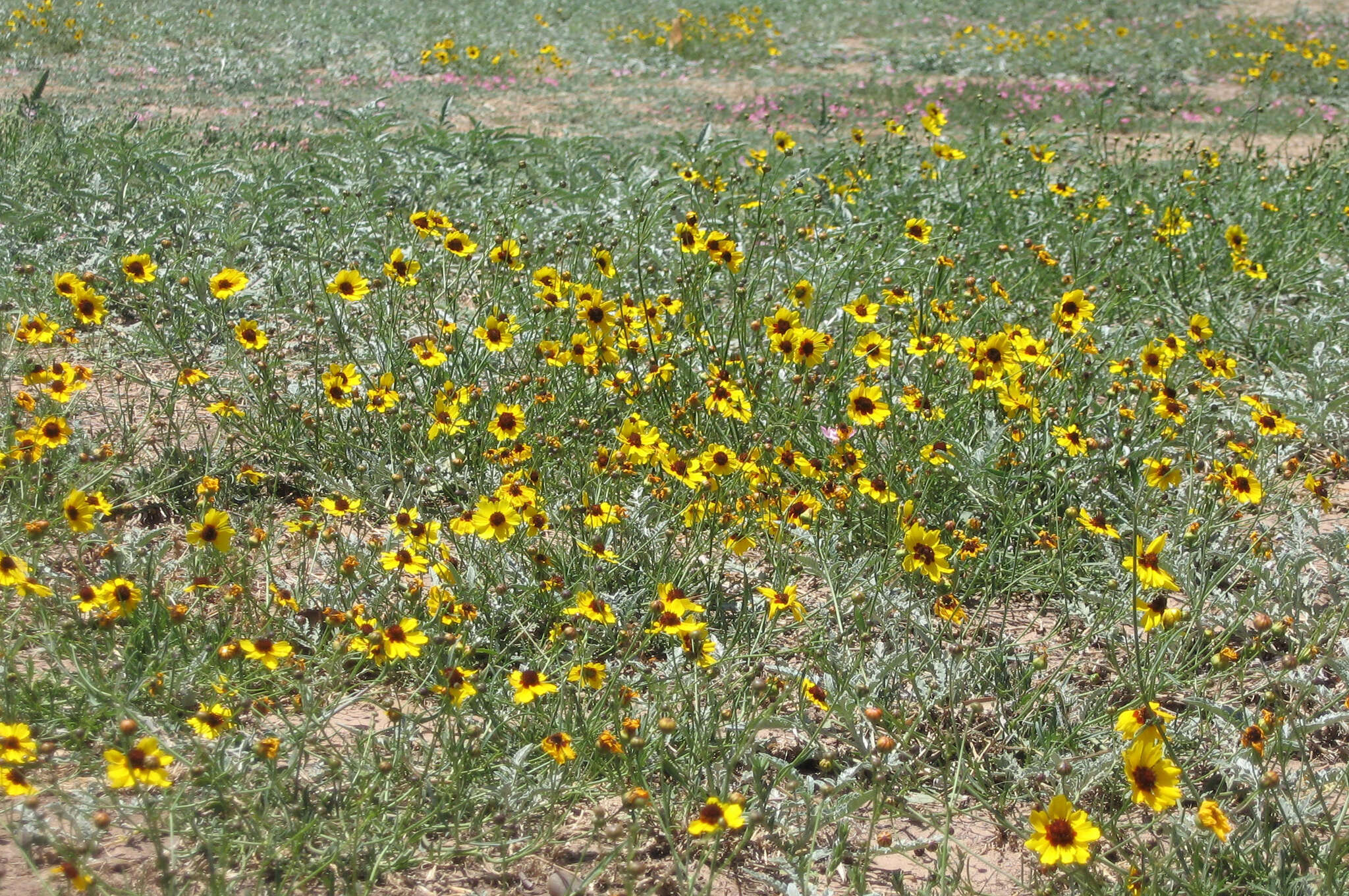 Image of golden tickseed