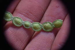 Image of Boreal Sweetvetch