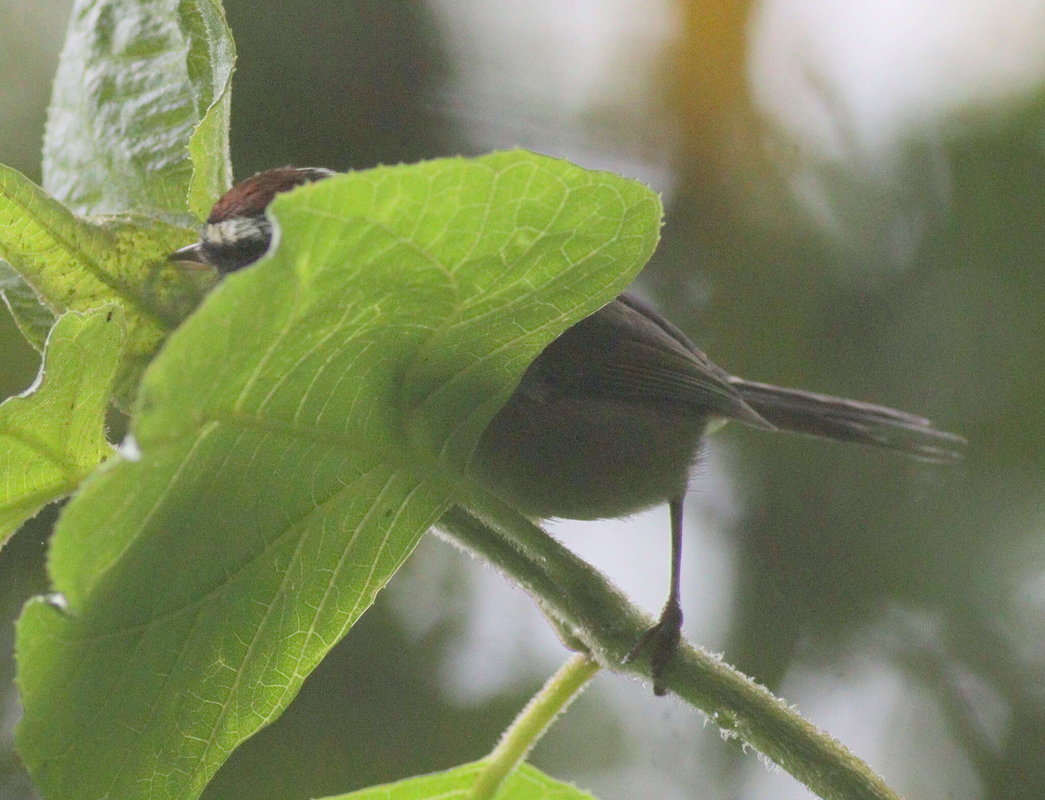 Basileuterus melanogenys Baird & SF 1865 resmi