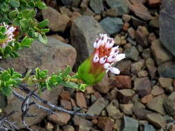 Image of Pteronia adenocarpa Harv.