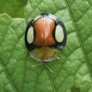 Image of Aspidimorpha (Aspidimorpha) biguttata (Fabricius 1775)