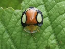 Image of Aspidimorpha (Aspidimorpha) biguttata (Fabricius 1775)