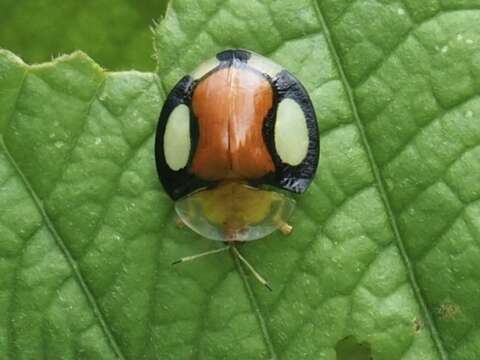 Imagem de Aspidimorpha (Aspidimorpha) biguttata (Fabricius 1775)