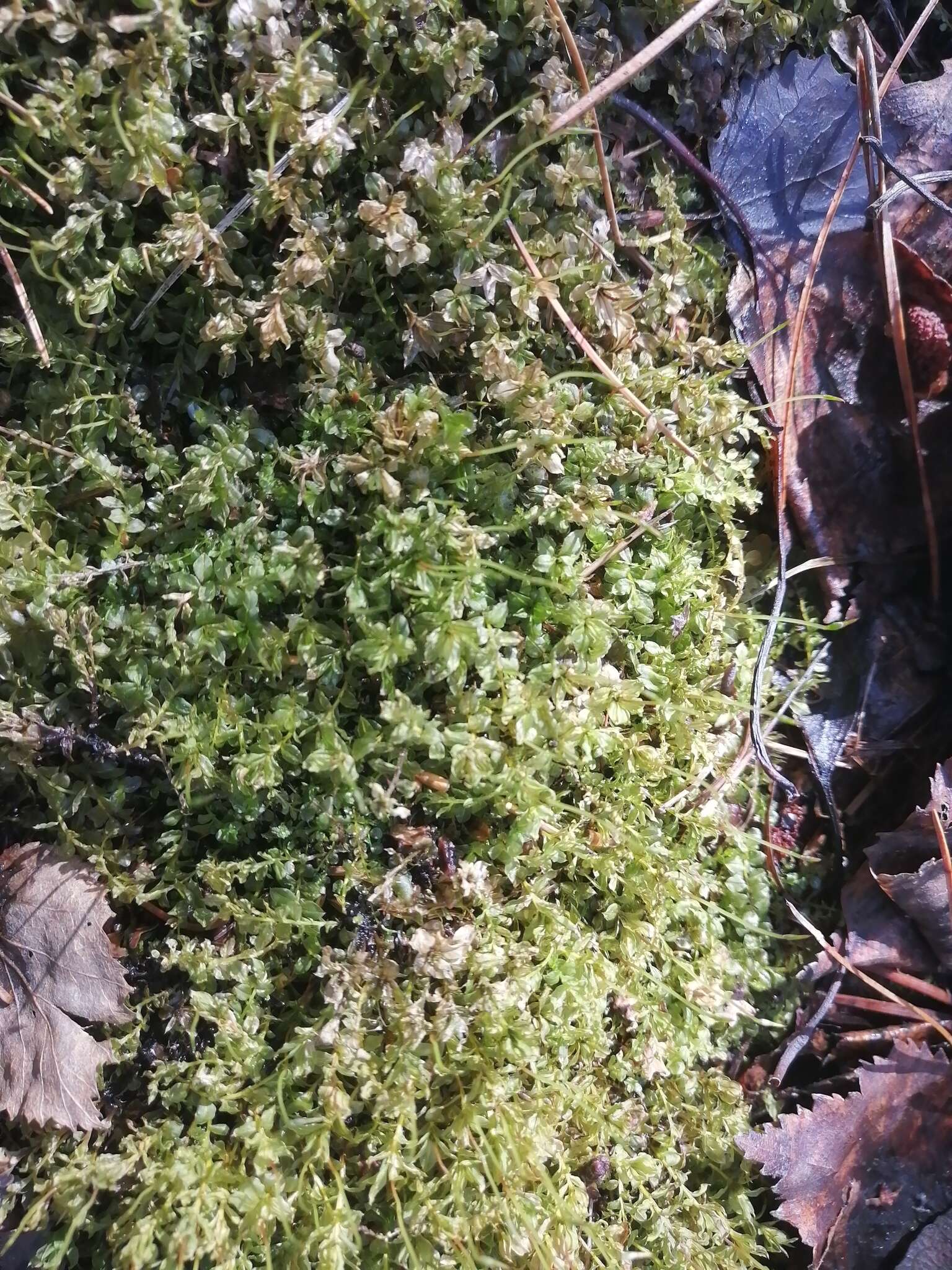 Image of elliptic plagiomnium moss