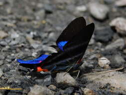 Rhetus dysonii caligosus Stichel 1929 resmi