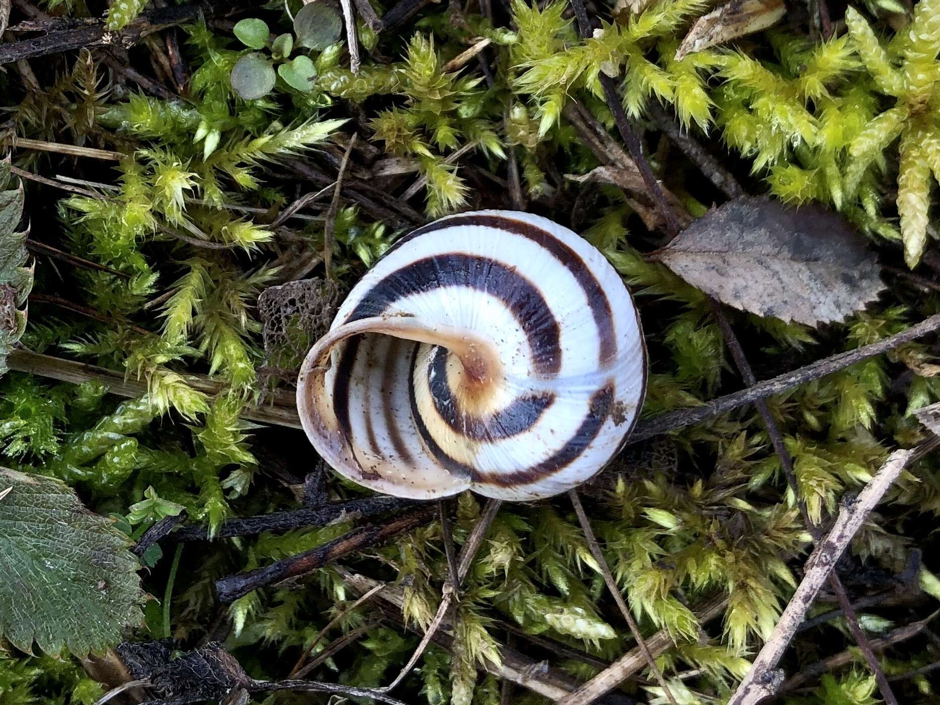 Image of Caucasotachea vindobonensis (C. Pfeiffer 1828)