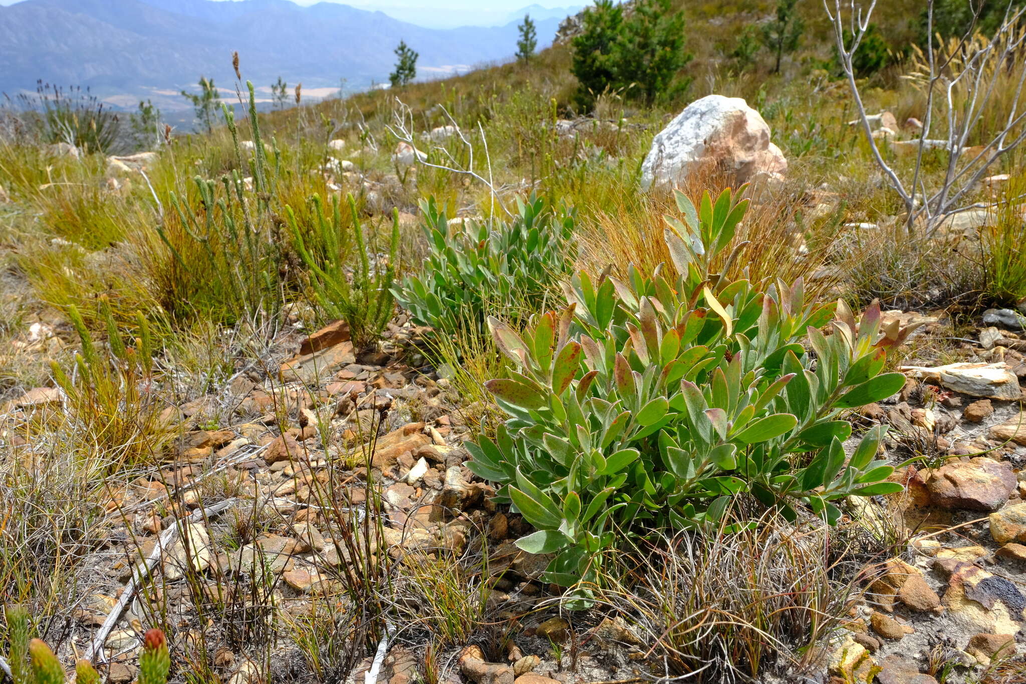 Image of Leucadendron nervosum Phillips & Hutchinson