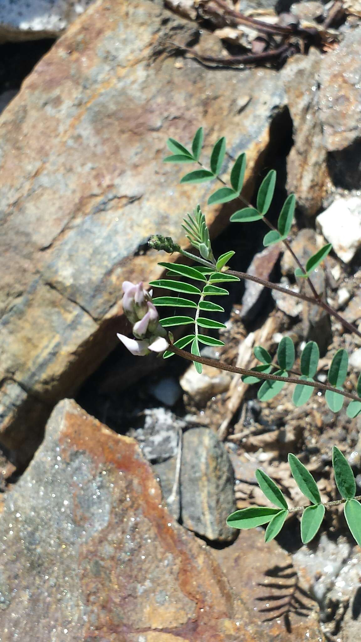 Astragalus robbinsii var. minor (Hook.) Barneby的圖片