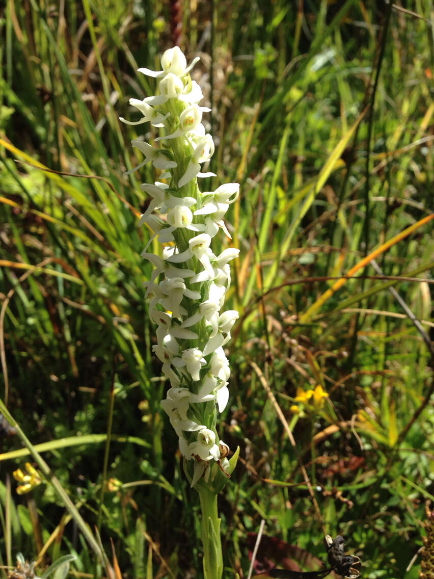 Image of Sierra bog orchid