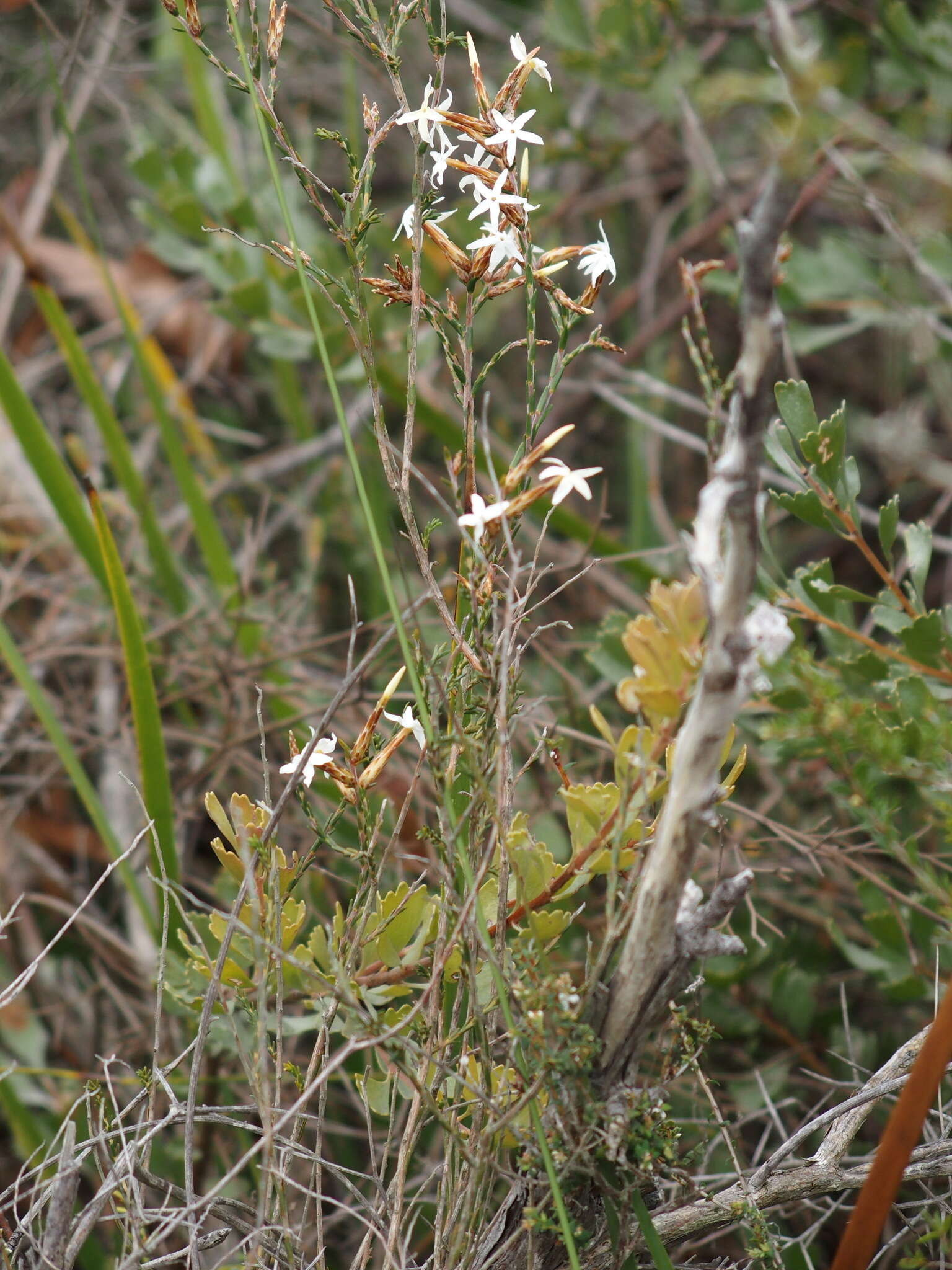 Image of Lysinema pentapetalum R. Br.