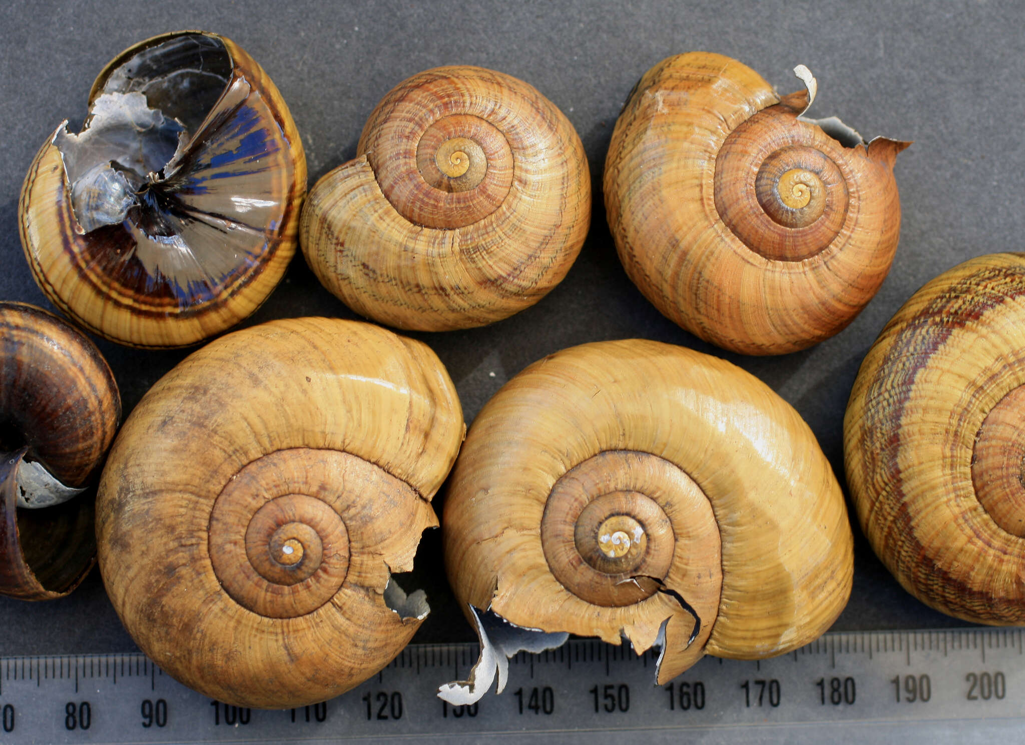 Image of Powelliphanta hochstetteri obscura (Beutler 1901)