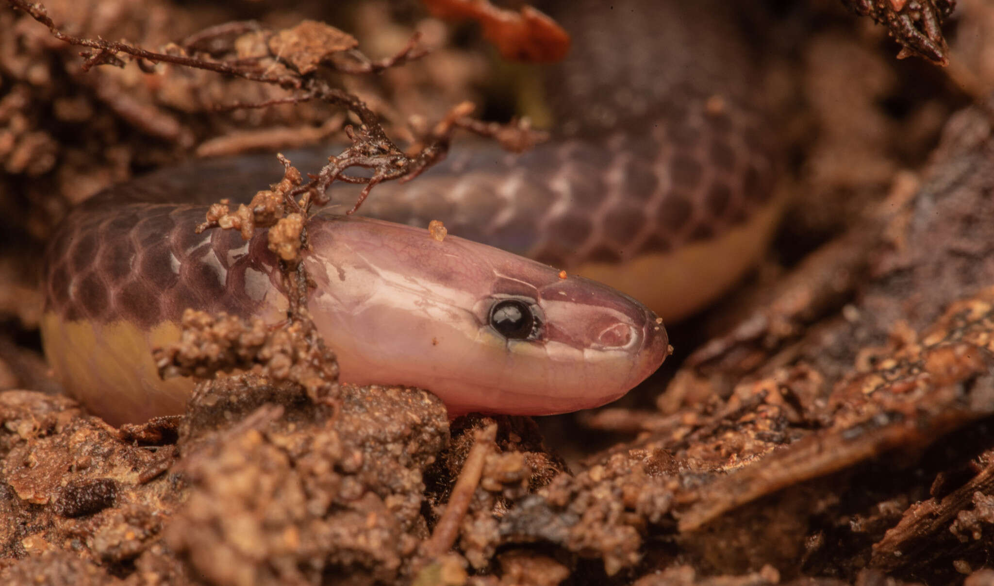 Image of Red-headed Reed Snake