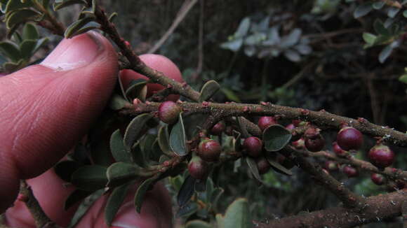 Image de Myrsine dependens (Ruiz & Pav.) Sprengel