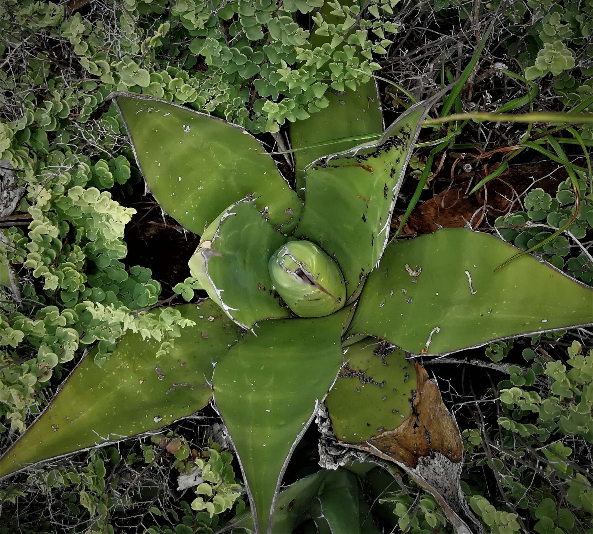 Слика од Agave salmiana subsp. crassispina (Trel.) Gentry