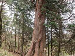 Image of Hinoki Cypress