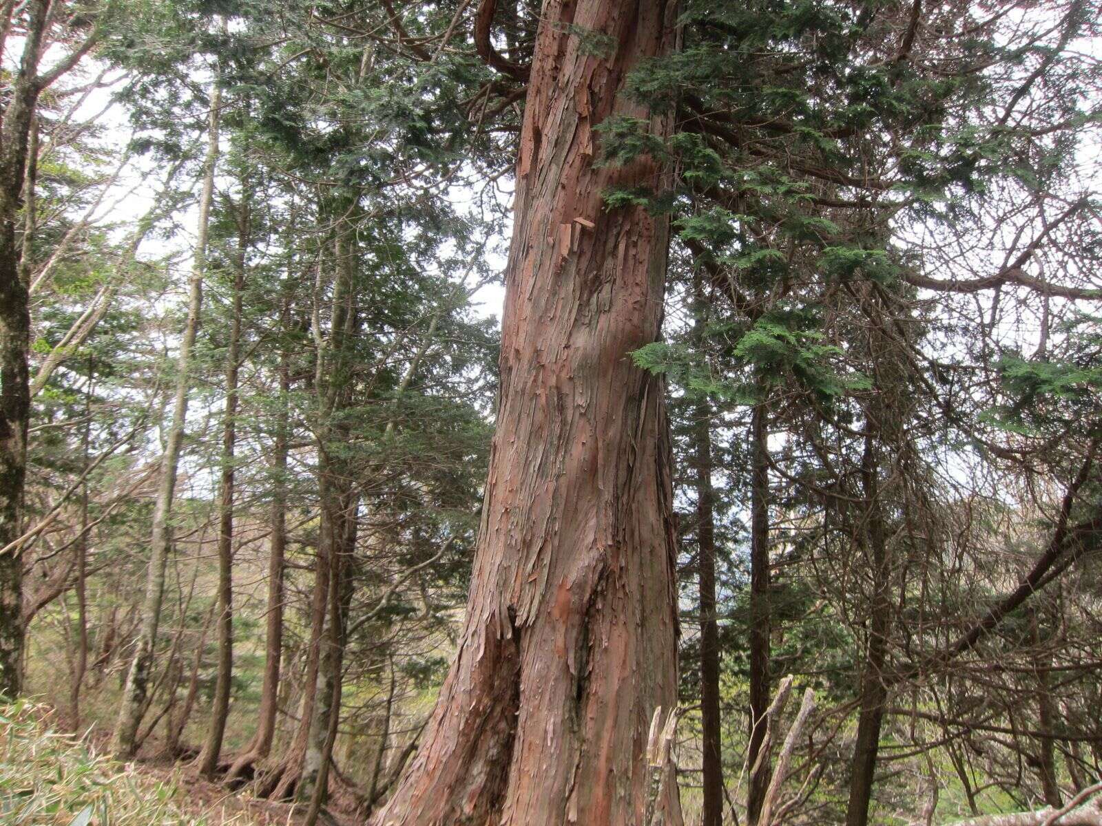 Image of Hinoki Cypress