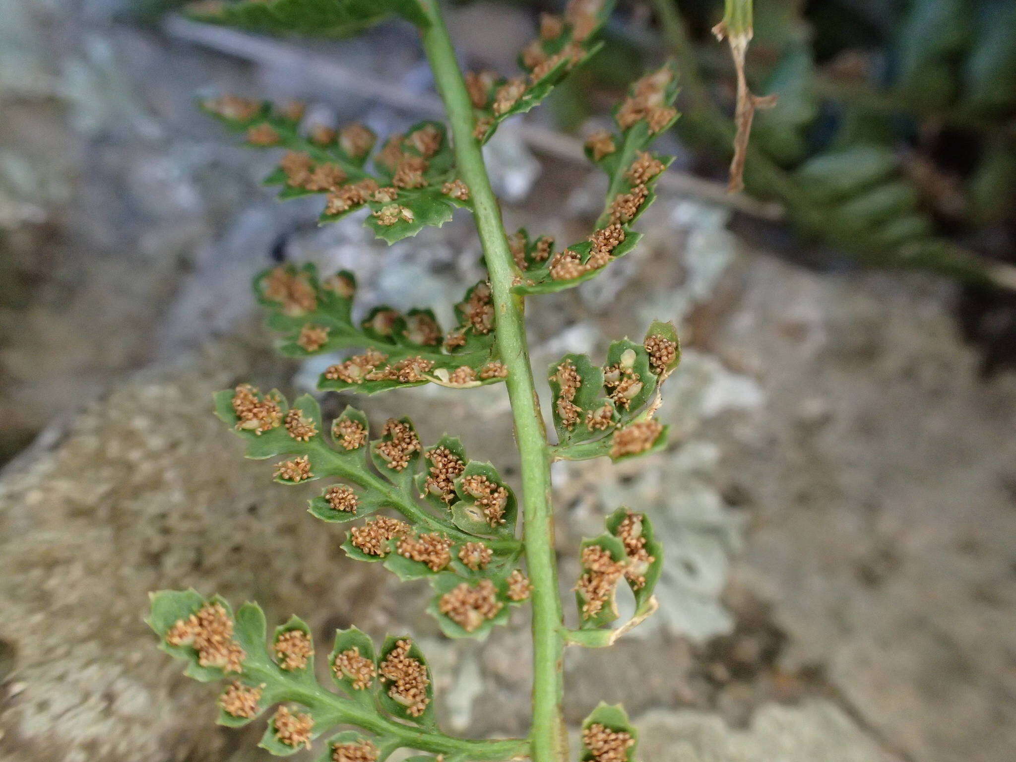 Image of Asplenium foreziense Le Grand ex Magnier