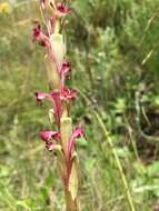 Image of Satyrium longicauda var. jacottetianum (Kraenzl.) A. V. Hall