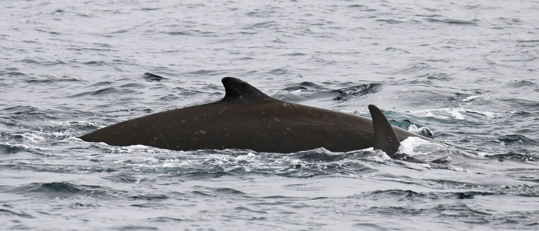 Image of giant beaked whale