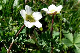 Image of Callianthemum coriandrifolium Rchb.