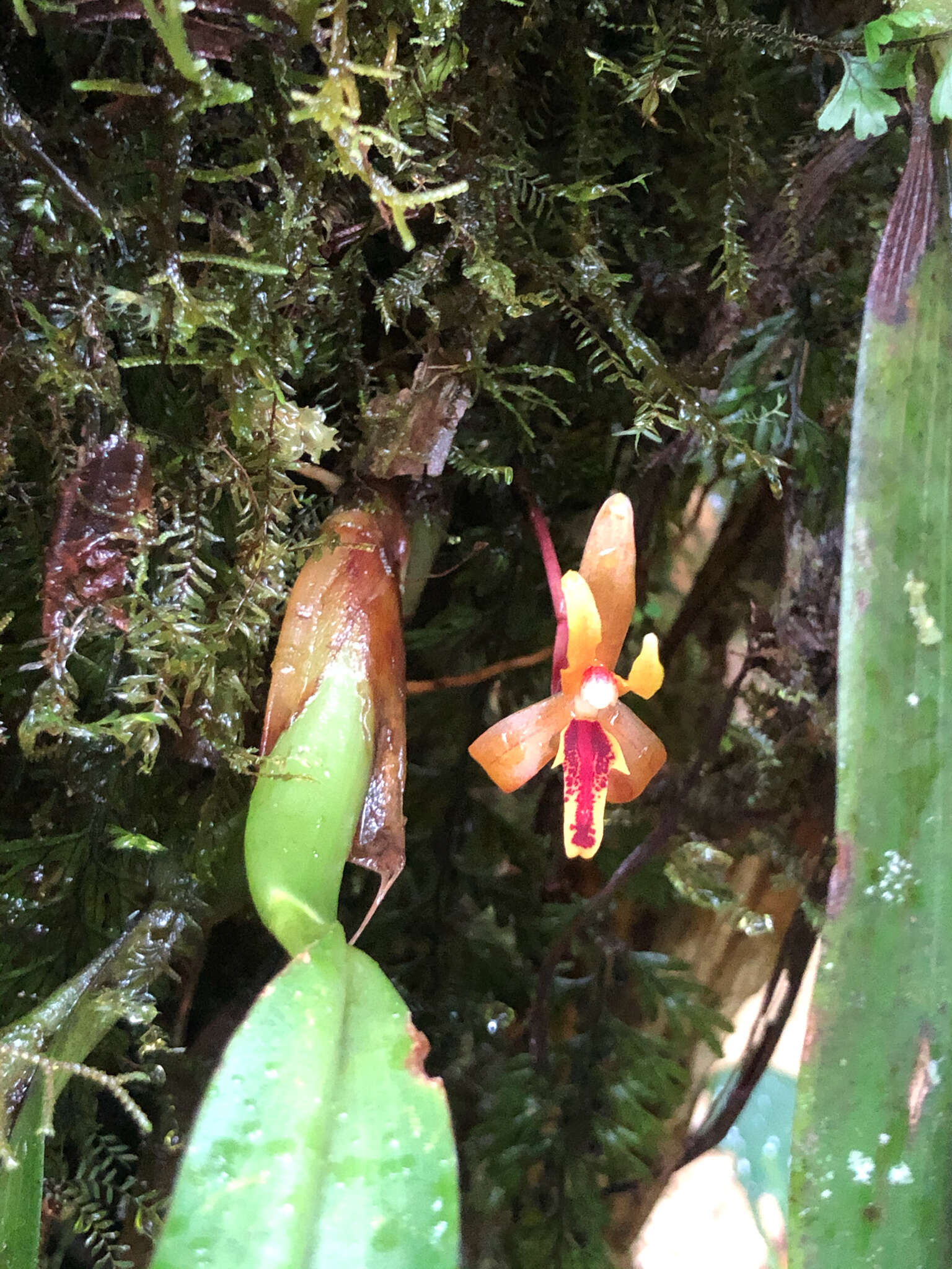 Image of rufous tiger orchid