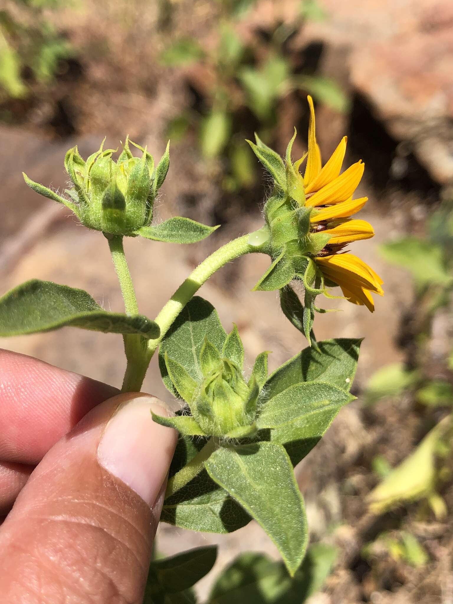 Image of serpentine sunflower