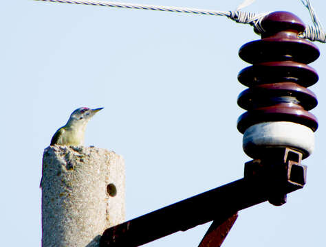 Image of Grey-faced Woodpecker