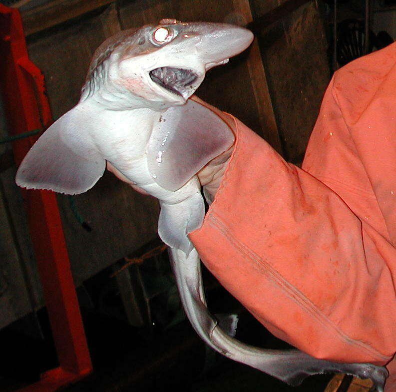 Image of Blackmouth Catshark