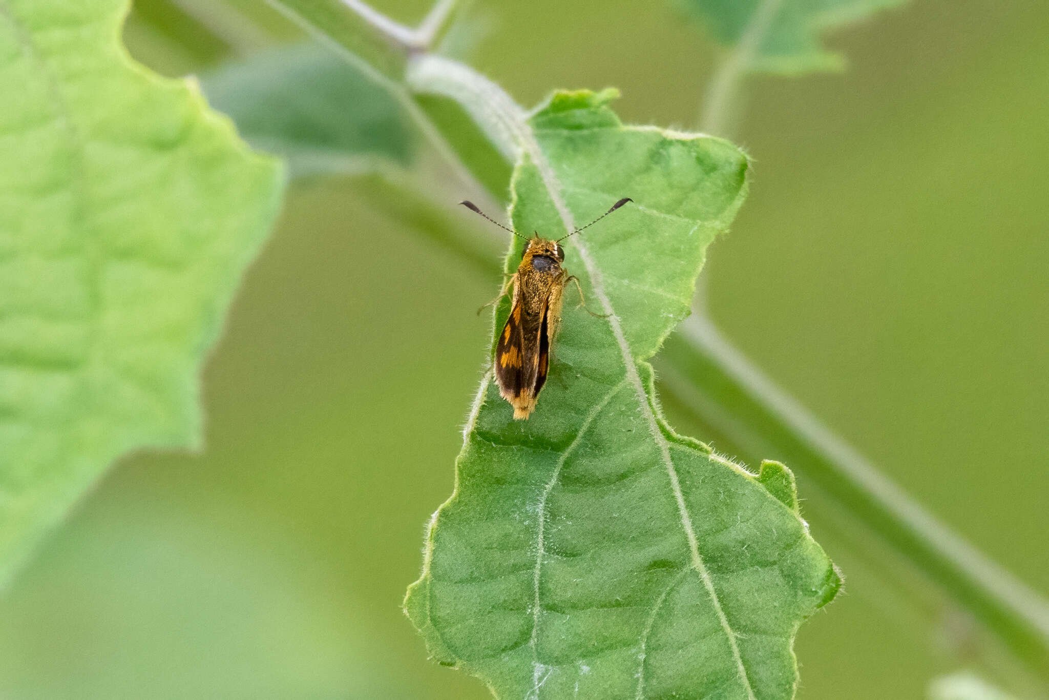 Sivun Ocybadistes flavovittata Latreille 1824 kuva