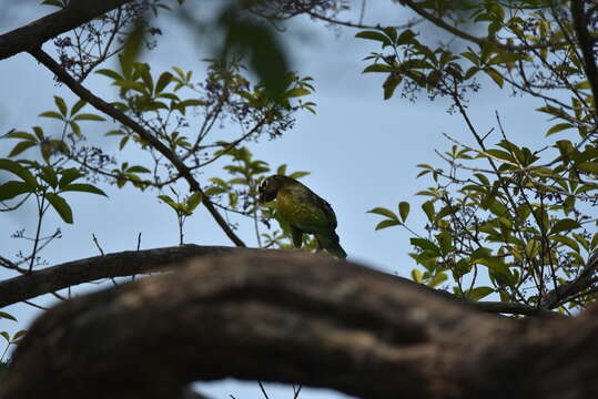 Pionus maximiliani (Kuhl 1820)的圖片